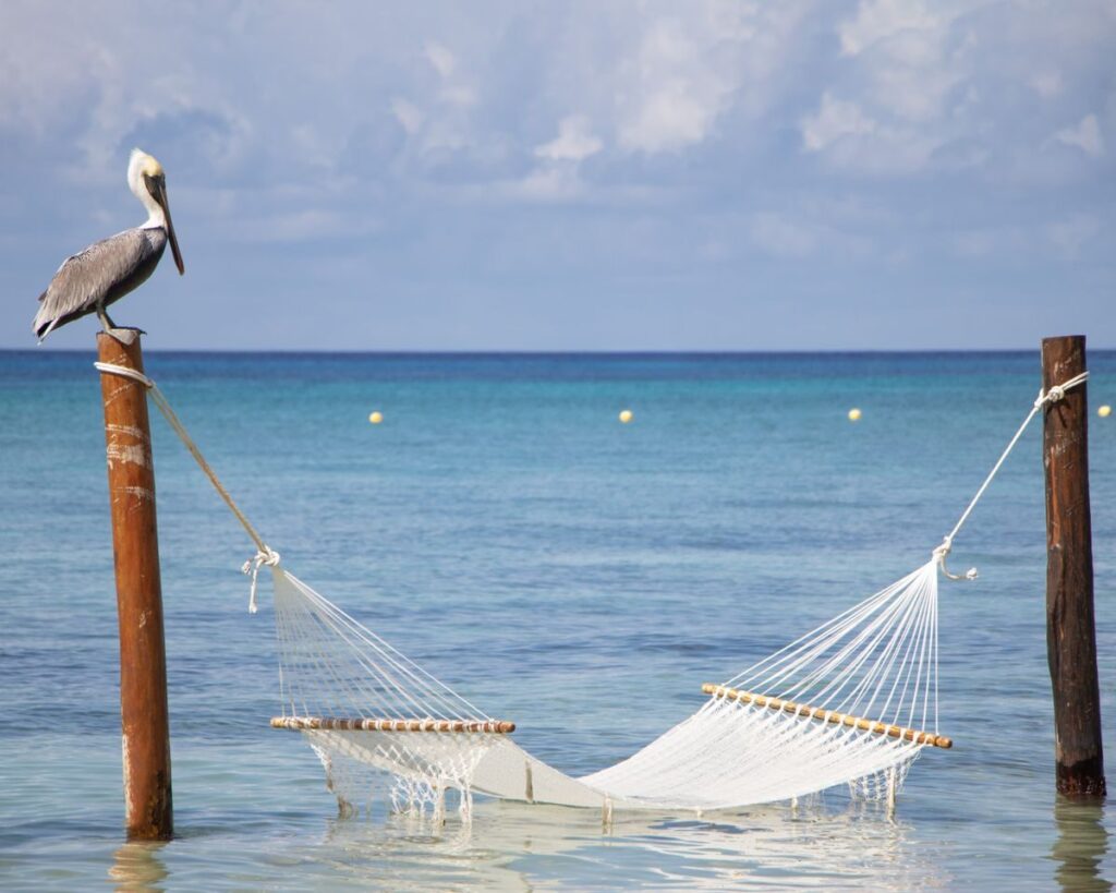 Isla Mujeres o Cozumel: ¿Cuál elegir en la Riviera Maya? A serene hammock and pelican by the turquoise waters of Cozumel, Quintana Roo, Mexico.