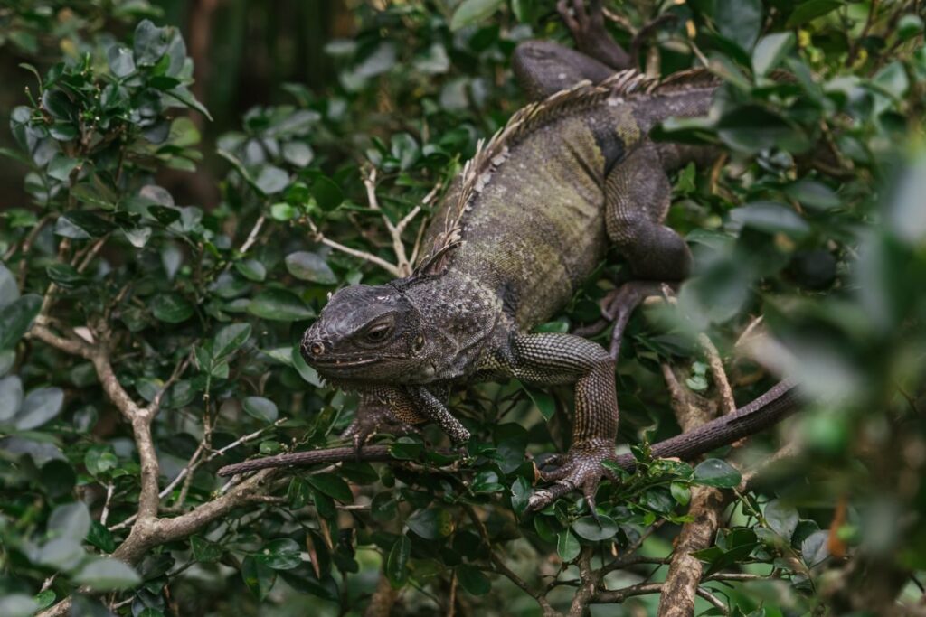 Islas Caimán: gastronomía, naturaleza y turismo en el Caribe Detailed close-up of an iguana perched among lush green leaves, showcasing its texture and environment.