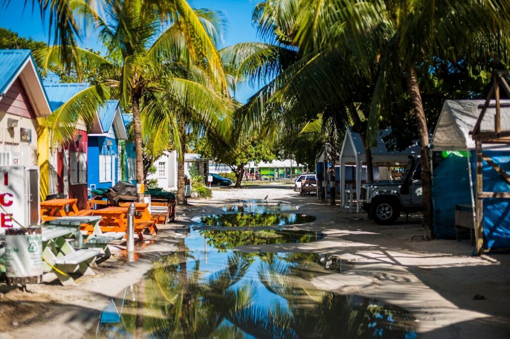Barbados Welcome Stamp: visado para nómadas digitales a street lined with palm trees and parked cars