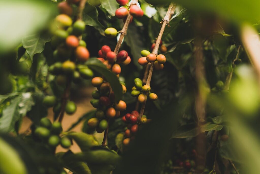 Café Jamaica Blue Mountain: el más exclusivo del Caribe round green and red berries