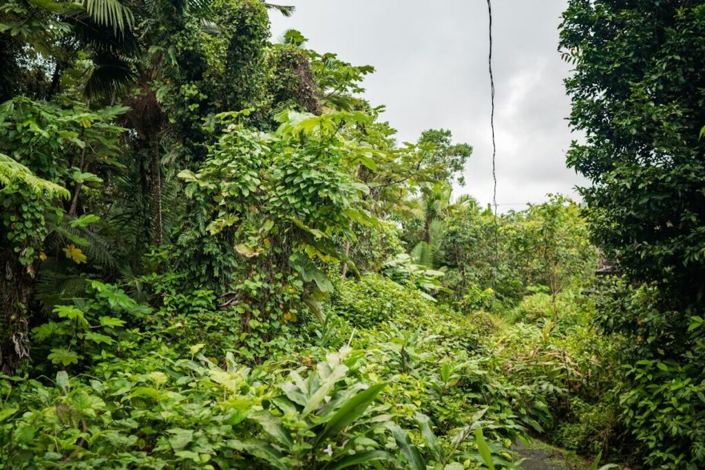 El Yunque: guía completa para visitar el único bosque tropical en el Caribe a lush green forest filled with lots of trees